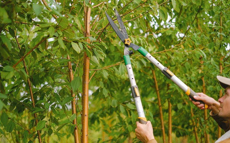 Tree trimming in Rock Valley, IA